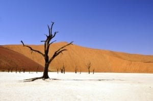 arbre mort désert